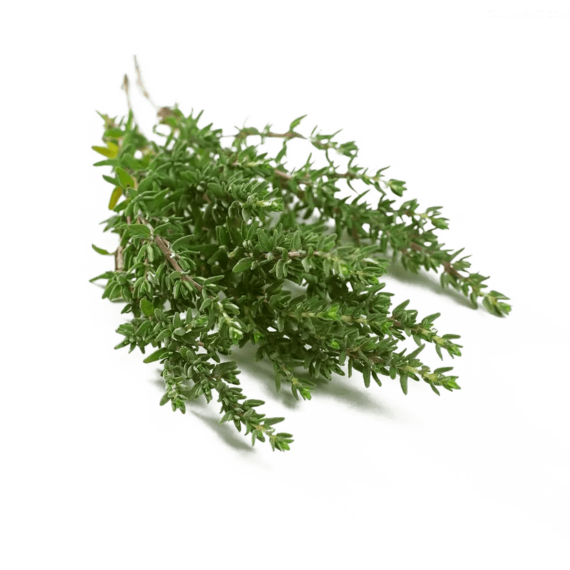 Picture of Thyme